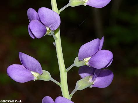 Eastern Prairie Blue Wild Indigo, Glade Wild Indigo (Baptisia australis var. aberrans)