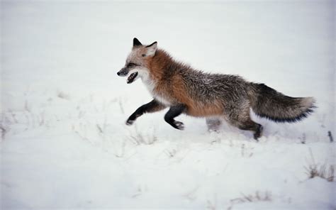 Online crop | brown and black snow fox hunting HD wallpaper | Wallpaper ...