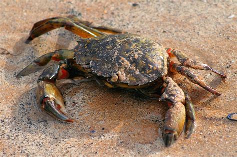 Shore Crab - Carcinus maenas | Well I think it is a shore cr… | Flickr