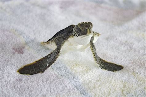 Plastic Pollution Has Detrimental Effects on Young Sea Turtles - Brevard Zoo