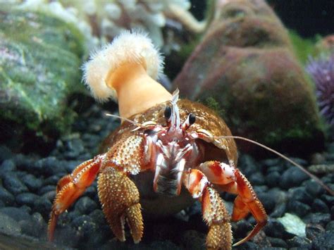 Hermit crab with jaunty "hat" | This charming hermit crab wa… | Flickr