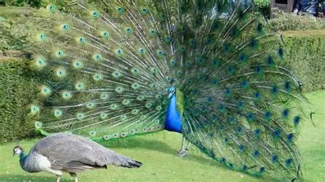 21+ Peacock in Dream Meaning, couple, feather, dancing - lifeinvedas