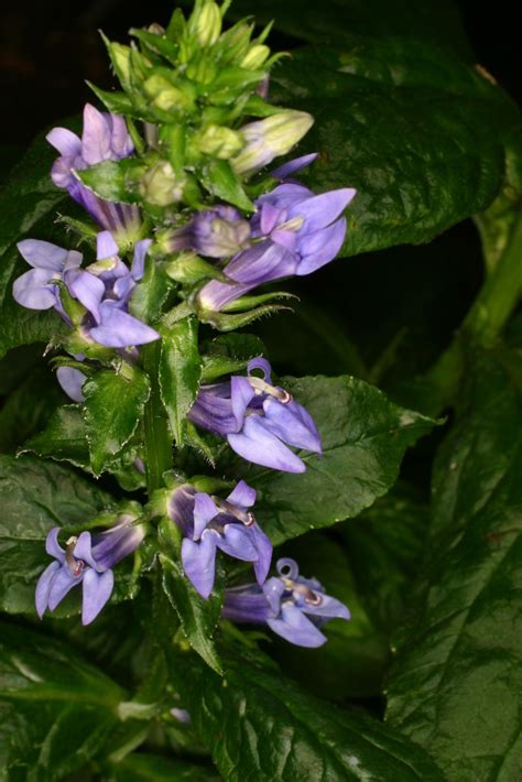 Lobelia siphilitica L. | Plants of the World Online | Kew Science