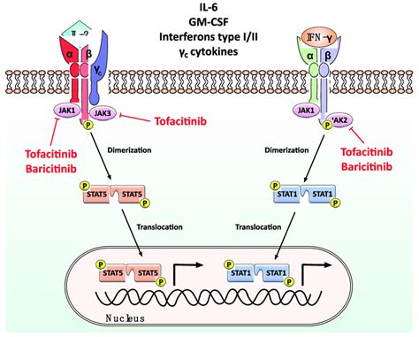 Molecular mode of action of Janus activated kinase (JAK) inhibitors.... | Download Scientific ...