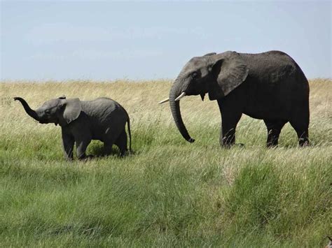 Pilanesberg National Park | Travel Information, Tours & Best Time Visit | SafariBando