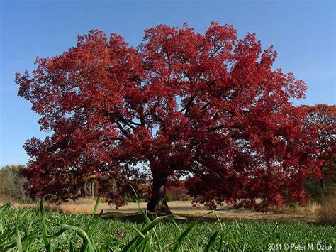 Quercus alba (White Oak): Minnesota Wildflowers