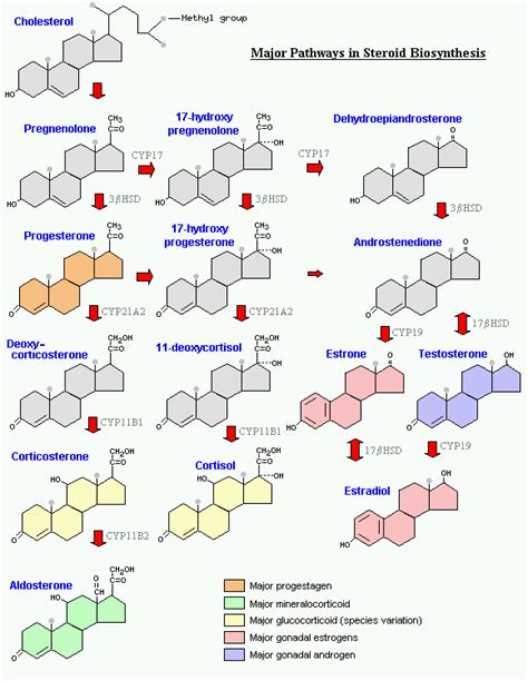 Steroidogenesis: how steroids are made from cholesterol | Biochemistry, Cholesterol, Endocrine