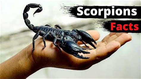 10 Amazing Facts About Scorpions - YouTube