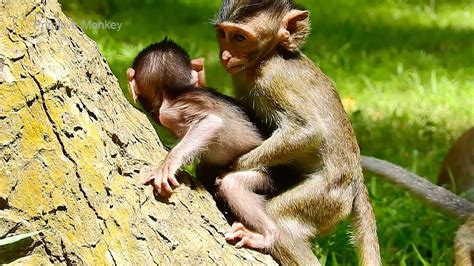 Ah! What's So Tiny Baby Monkey, What's Baby Monkey Playing Together! - YouTube