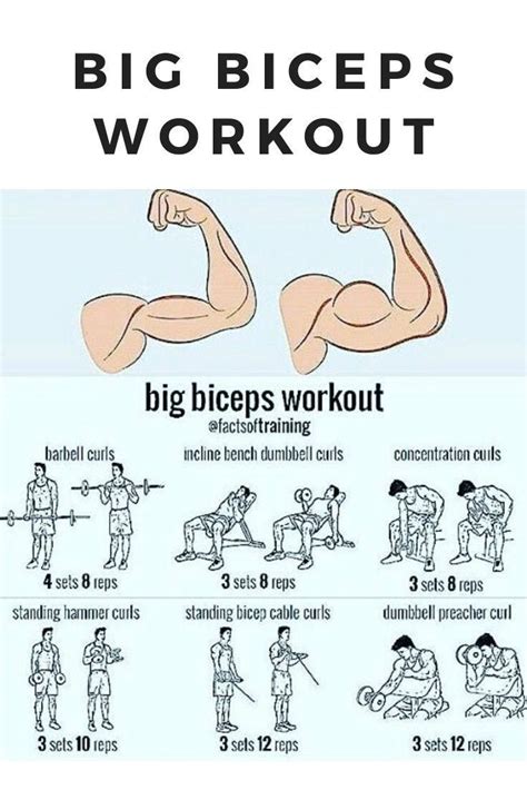 Bicpe exercise in 2023 | Big biceps workout, Dumbbell bicep workout ...