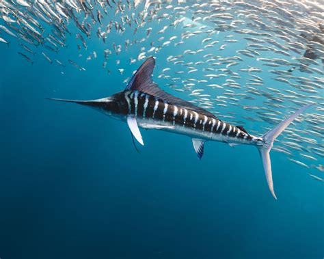 Marlin Fish: Fascinating Facts, Habitat, Life Cycle, and More - FishOnTips