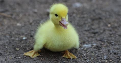 Yellow Duckling on Gray Dirt · Free Stock Photo