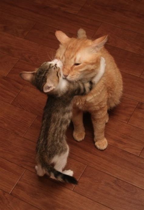 Trend Populer 36 Cute Baby Cats Hugging