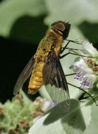 Bee Flies