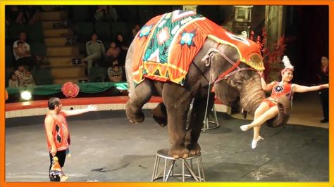 Use Of All Animals In Circuses May Soon Be Banned In India