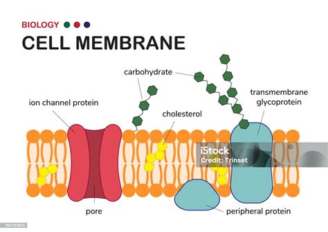 Biological Diagram Show Structure Of Cell Membrane Or Plasma Membrane ...