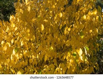 35 Spicewood tree Images, Stock Photos & Vectors | Shutterstock