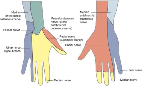 Hand Nerve Anatomy