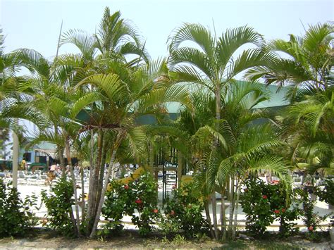 Roatan, Honduras Palm Trees | Palm trees at Mahogany Bay Roa… | Flickr