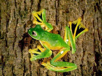 Wallace's Flying Frog - Rhacophorus nigropalmatus