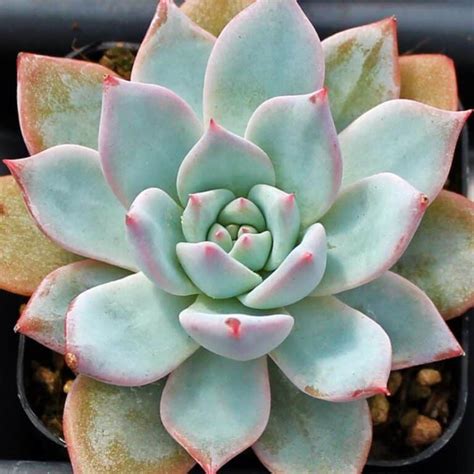 Top 10 Most Beautiful Blue Succulents for Your Garden