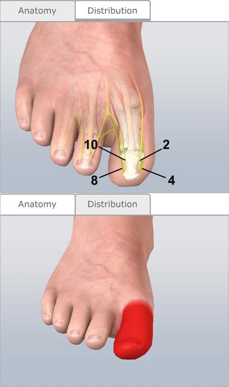 Nerve Blocks of the Lower Extremities - Procedures CONSULT JAPAN