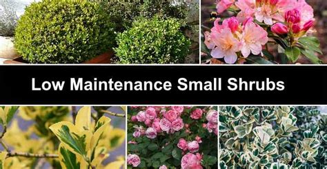 22 Low Maintenance Small Shrubs (With Pictures) - Identification Guide