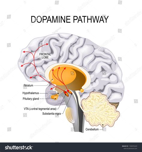 Substantia Nigra And Ventral Tegmental Area
