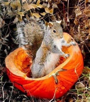 Solve squirrel in pumpkin jigsaw puzzle online with 56 pieces