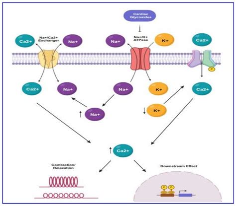 Mechanism Of Action Of Cardiac Glycoside Pharmacology Th Sem Unit | sexiezpix Web Porn