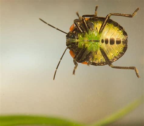 Hemiptera Nymph Ventral View Photograph by Douglas Barnett - Fine Art ...