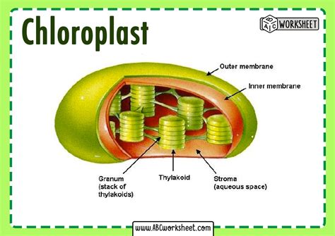 Chloroplast Diagram