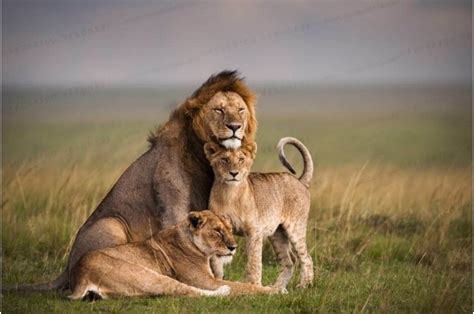 Kenya Wildlife Weekender Tour