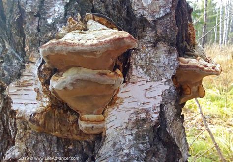 Chaga Mushroom and How to Consume It for Health Benefits