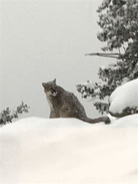 Snow snaps: Share your favorite photos of Colorado's winter storm