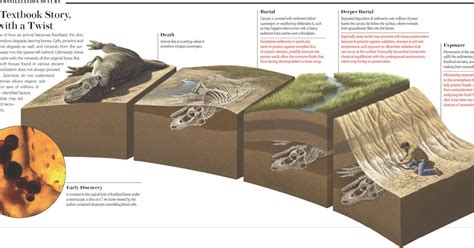 What is Fossil (Simplified Paleontology) ~ Your Daily Magazine is here