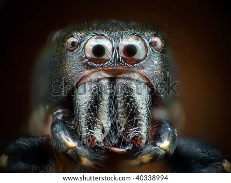 Spider Eyes Closeup Stock Photos, Images, & Pictures | Shutterstock