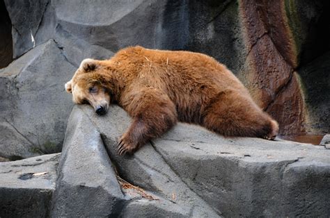 Cancer cells can hibernate like bears to evade chemotherapy – BGR