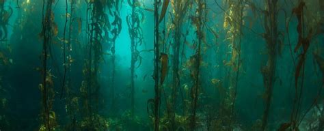 This Remote, Pristine Underwater Forest in South America Hasn't Changed in Decades : ScienceAlert