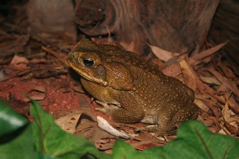 Cane Toad | Perth Zoo