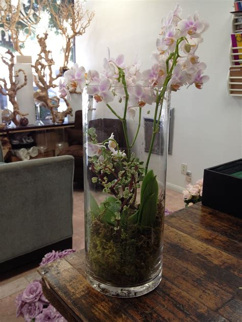 Orchid terranium | Indoor orchids, Orchid terrarium, Orchids