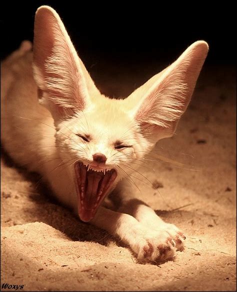 Fennec Fox as Pets? Things to know before taking them as pets!