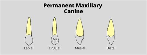 Permanent Maxillary Canine | Dental Education Hub