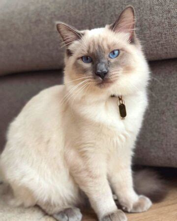 Ragamese (Ragdoll & Siamese Mix) Info, Facts, Pictures, FAQs & More