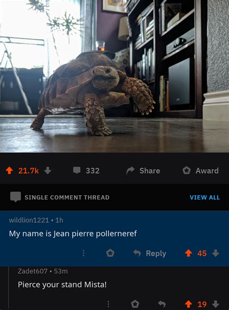 Turtle Polnareff Turtle Polnareff : r/UnexpectedJoJo