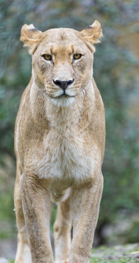 Mean lioness? | One of the lionesses of the Basel zoo lookin… | Flickr