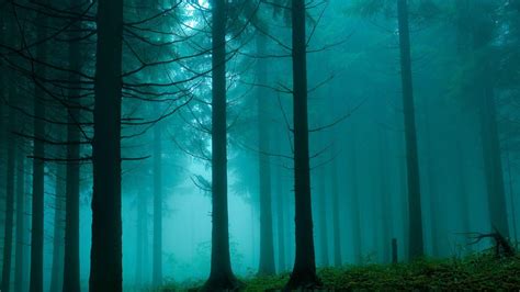 Dense Fog Wallpapers - Wallpaper Cave