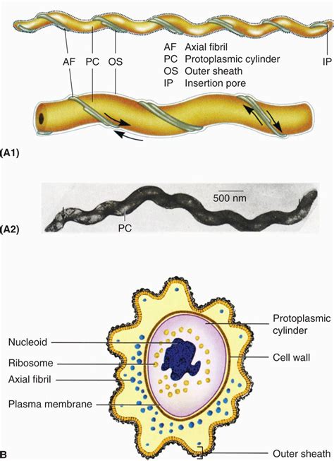 37 Spirochetes | Basicmedical Key