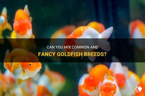 Can You Mix Common And Fancy Goldfish Breeds? | PetShun