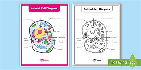 Printable Animal Cell Diagram | Life Science Resources | 3-5